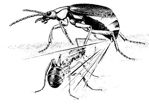 Viele dieser bodenlebenden, sehr flinken und laufaktiven Käfer sind nachtaktiv. Die Larven und Käfer leben mit wenigen Ausnahmen räuberisch.