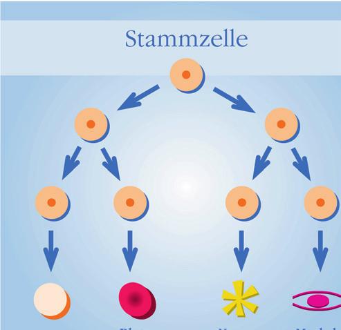 Was sind Stammzellen? 7 1 Was sind Stammzellen?