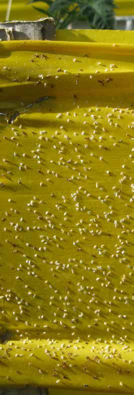 DÜNGER, PFLANZEN- HILFS- MITTEL & ZUBEHÖR Abgesehen vom Nützlingseinsatz bietet der biologische Pflanzenschutz noch Allerlei, um Pflanzen zu unterstützen.