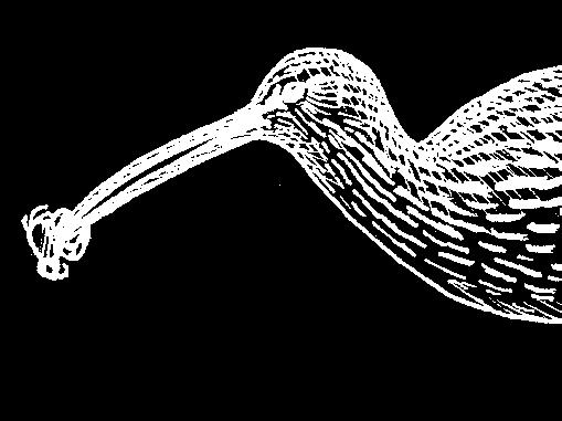 Kinderaktion Künstler bis 14 Jahre aufgepasst: Was fressen Vögel im Wattenmeer? Millionen Zugvögel kommen ins Wattenmeer, um sich richtig rund zu futtern.