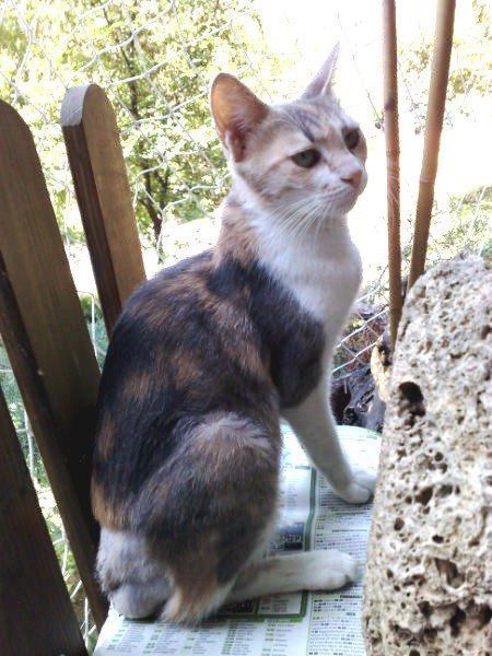 Ich denke, sie ist dankbar, dass sie nicht mehr im Käfig sitzen muss! Elouise sucht noch Paten... Mica ist eine Katze, die ihr bisheriges Leben auf der Strasse verbrachte.