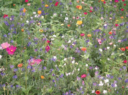 Hier spricht die Gartenfachkommission Eine bunte Blumenwiese bringt idyllisches Landleben in die Kleingärten und auf die Gemeinschaftsflächen. Die folgenden Tipps zeigen, wie s gemacht wird.