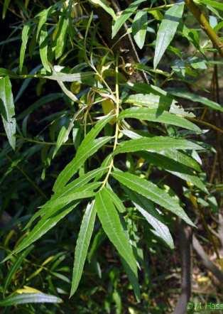 (Salix alba) -
