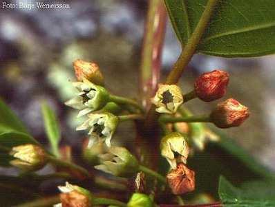 (Prunus padus) -