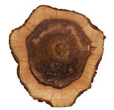 Holzarten Essences de bois Types of wood Houtsoorten Eigenschaften von Massivholz Holz ist ein Naturprodukt.
