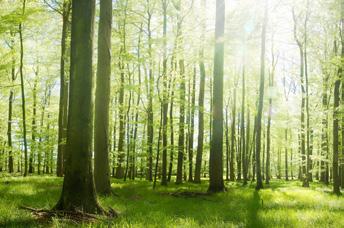 300 qm Garten mit Südsüdwest-Ausrichtung bietet auch am Abend viel Sonne und aufgrund