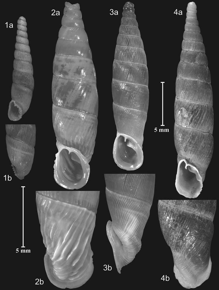 nordsieck, türkische clausiliidae iii: alopiinae, mentissoideinae 15 Abb. 1 4. Clausiliidae aus Anatolien. 1. Dobatia goettingi goettingi (Brandt, 1961); Ereğli (1. Herakles-Höhle), DOBAT, 3. 5.IX.