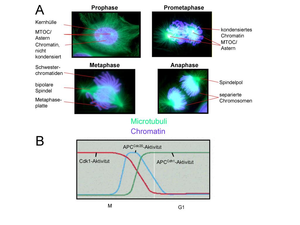 Einleitung Abbildung 1: Die mitotischen Phasen und die Regulation der Cdk1-Aktivität (A) Fluoreszenz-mikroskopische Aufnahmen der mitotischen Phasen von Säugetierzellen.