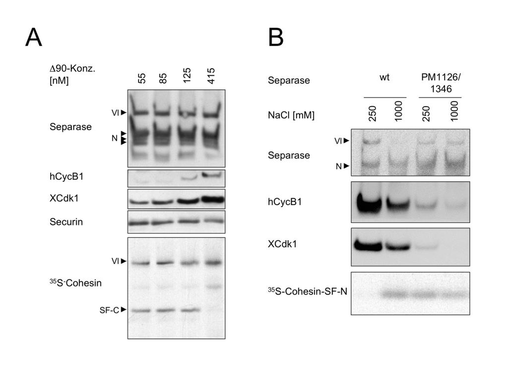 Ergebnisse Abbildung 9: Cyclin B1/Cdk1-Assoziation mit Separase korreliert mit Separase-Inhibition in Hoch- Δ90-Extrakt (A) Zunehmende Cyclin B1-Δ90-Konzentrationen in Xenopus-Anaphase-Extrakt führen