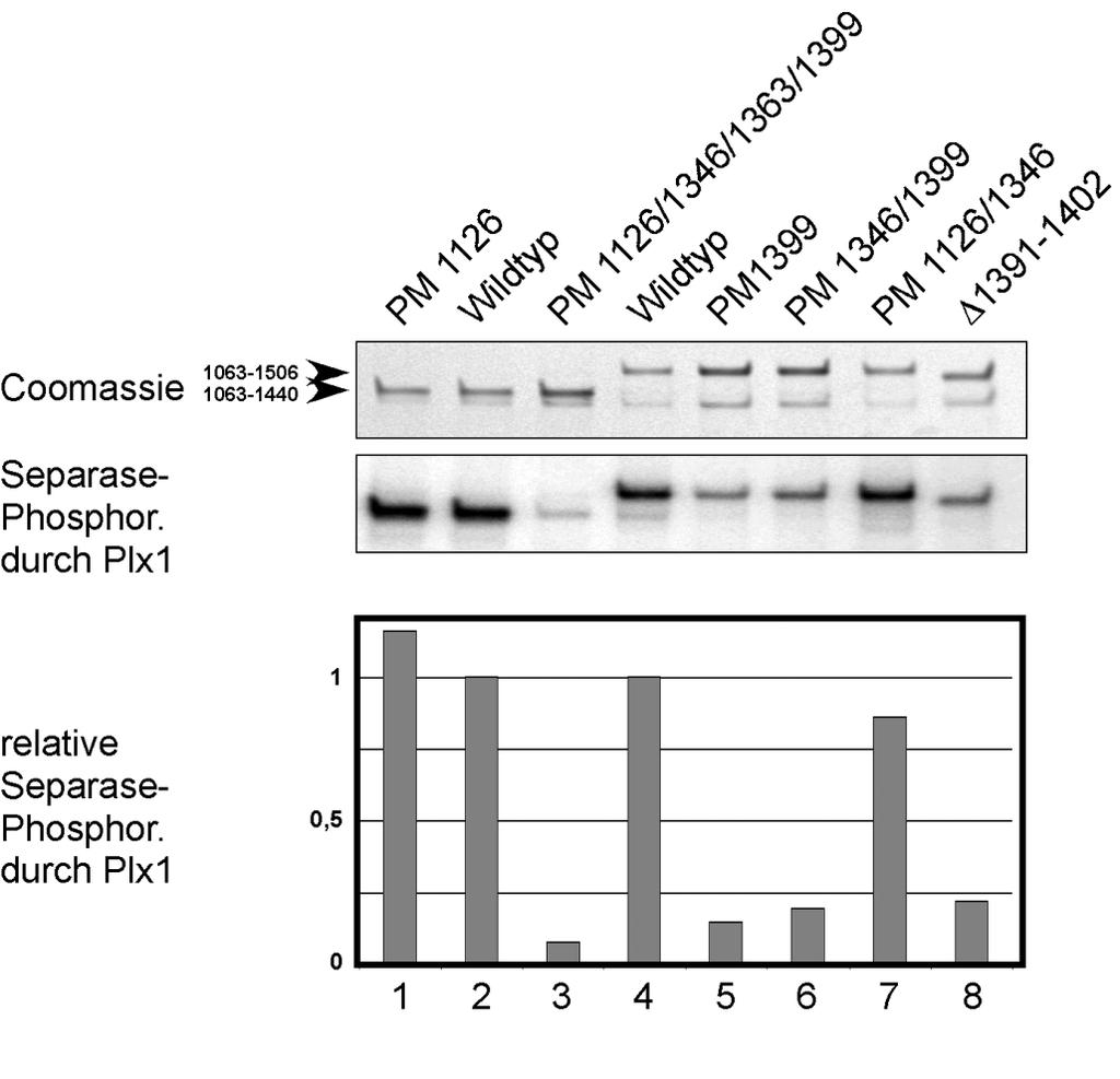 Ergebnisse Abbildung 26: Serin 1399 ist ein In-vitro-Substrat für Plx1 GST-Separase-1063-1440- oder 1063-1506-wt, -PM1126, -PM1126/1346, -PM1399, -PM1346/1399, - PM1126/1346/1363/1399 und -Δ1391-1402