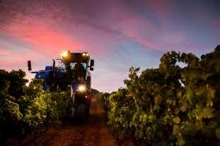 2016 Analivia Sauvignon Blanc DO PORTUGIESISCHE WEINE Dão Sociedade Agricola de Casal de Tonda