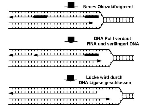 Die replikative DNA-Polymerase (in Bakterien die DNA-Polymerase III), synthetisiert kontinuierlich am Führungsstrang.
