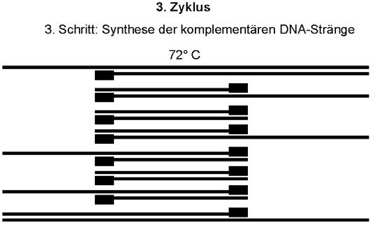 Theoretisch wird in jedem Schritt der PCR die DNA Menge verdoppelt. Dies gilt aber praktisch nur bis zu etwa 20 Zyklen, weil dann die Enzym-, Primer- und DNA-Mengen begrenzend werden (Plateauphase).