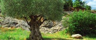 Delphi bietet eine einmalige Aussicht auf den grössten Olivenhain Griechenlands!