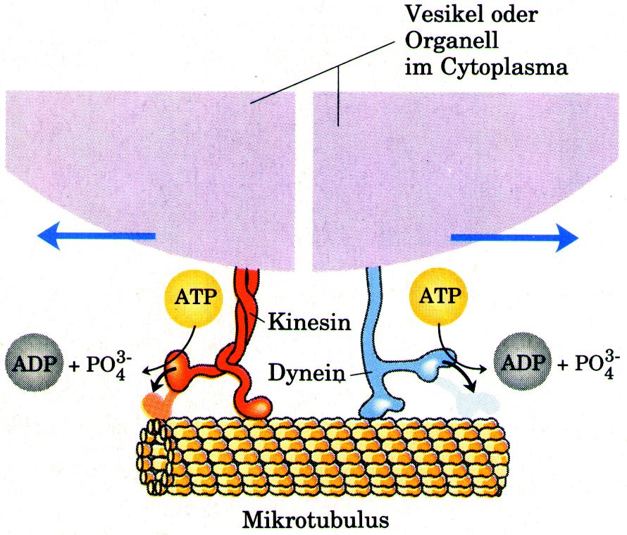 Zellstrukturen und Ihre Funktionen Zytoskelett: Mikrotubuli bei Organellbewegung Die MAPs Kinesin und Dynein sind ATP-getriebene Molekülmaschinen, die sich an