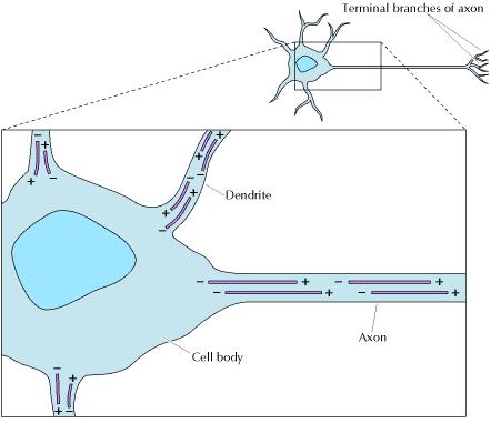 Zellstrukturen und Ihre Funktionen Zytoskelett: Mikrotubuli Nervenzellen mit Dendriten und Axons als Fortsätze, die beide über Mikrotubuli (und Neurofilamente) stabilisiert werden, mit