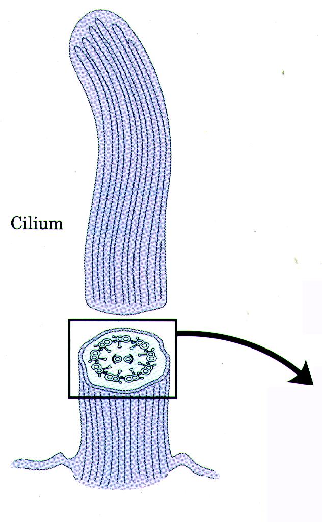 Zytoskelett: Mikrotubuli in Flagellen