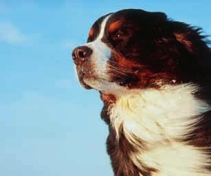 45 Widerristhöhe: Rüden: 64 70 cm, Hündinnen: 58 66 cm Der Berner Sennenhund ist ein Bauernhund alter Herkunft, der in den Voralpengebieten und Teilen des Mittellandes in der Umgebung von Bern als