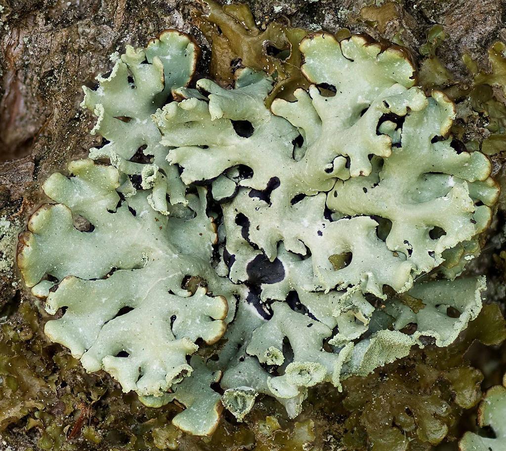 Hypogymnia physodes ( Gewöhnliche Blasenflechte ): Diese Art ist ebenfalls ein wenn auch nicht so strenger Acidophyt wie Lecanora conizaeoides.