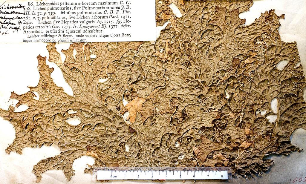 Abb. 43: ca. 300 Jahre altes Exemplar von Lobaria pulmonaria (Lungenflechte) aus dem Gießener Raum Abb. 44: ca.