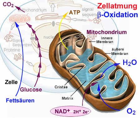 Mitochondrien