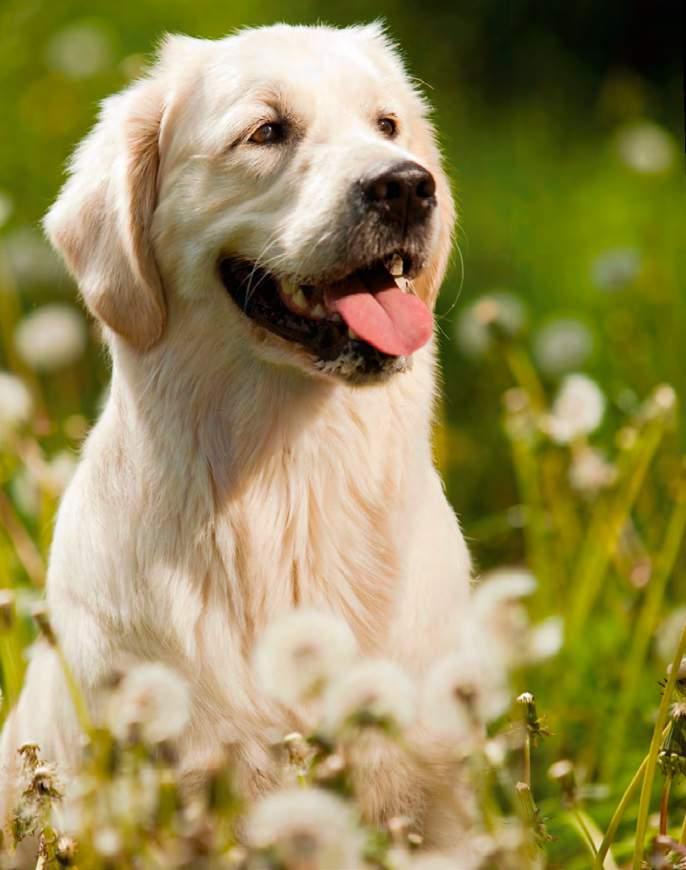 SENSITIVE Proteinreduzierte Schonkost Die naturbelassene, proteinreduzierte und leicht verdauliche Schonkost für empfindliche, sensible, ältere oder übergewichtige Hunde aller Rassen.