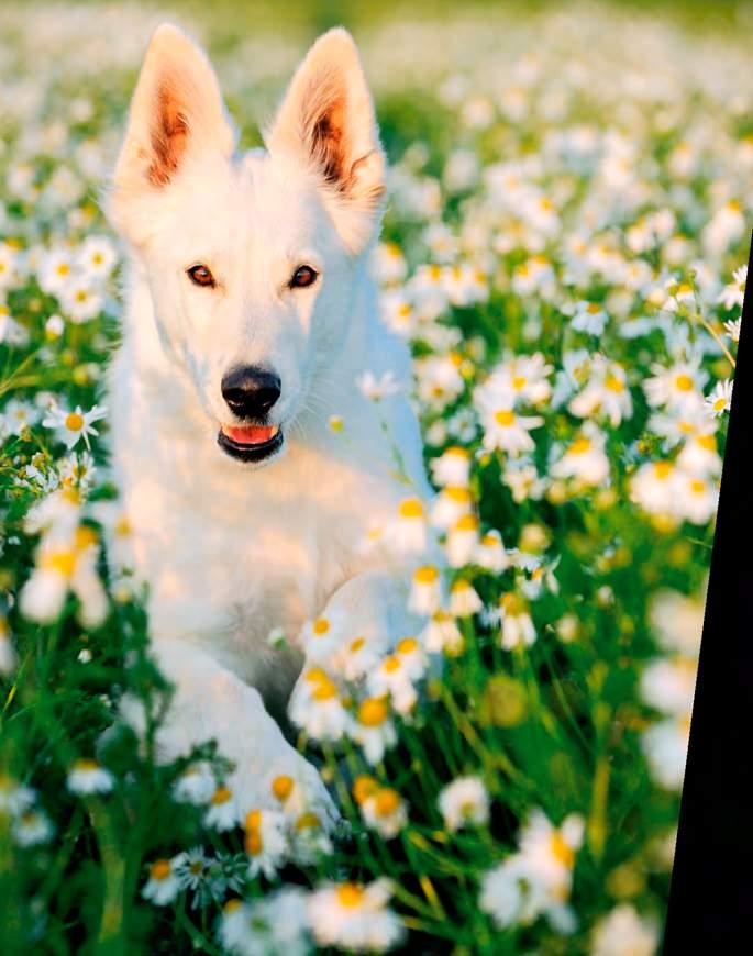 Dog 7 Balance PREMIUM ADULT Die naturbelassene, energie- und nährstoffreiche und gesunde Vollwert-Nahrung für mehr Kraft und Ausdauer ausgewachsener Hunde aller Rassen und Altersgruppen mit erhöhter