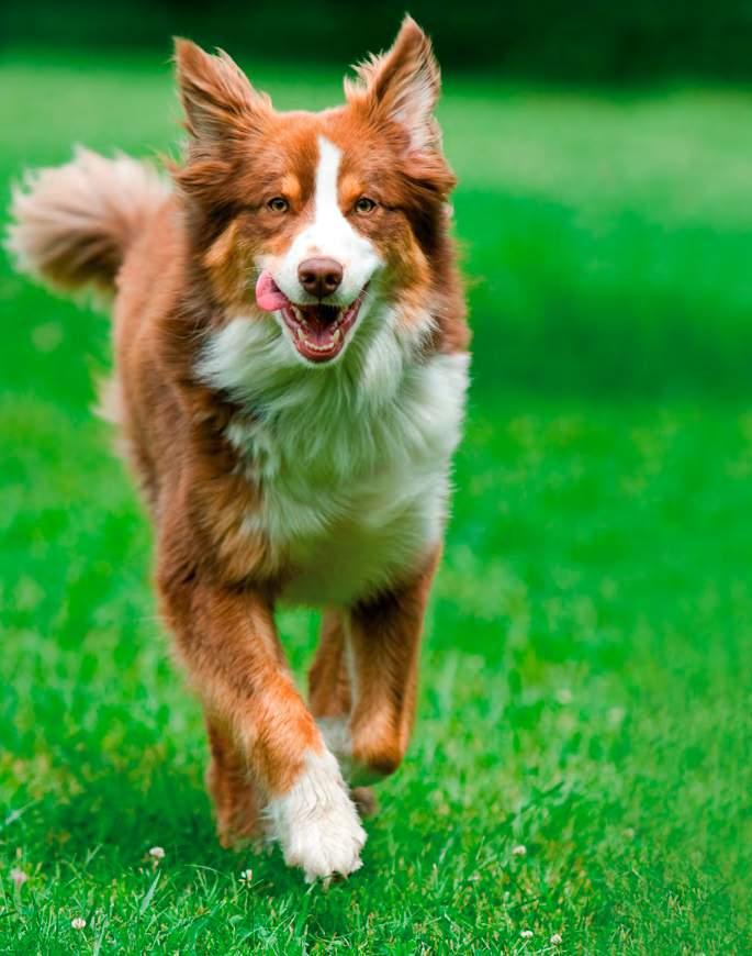 Dog 7 Balance BIO SELECT Die naturbelassene Vollwert-Nahrung in Bio-Qualität für ausgewachsene Hunde aller Rassen und Altersgruppen.
