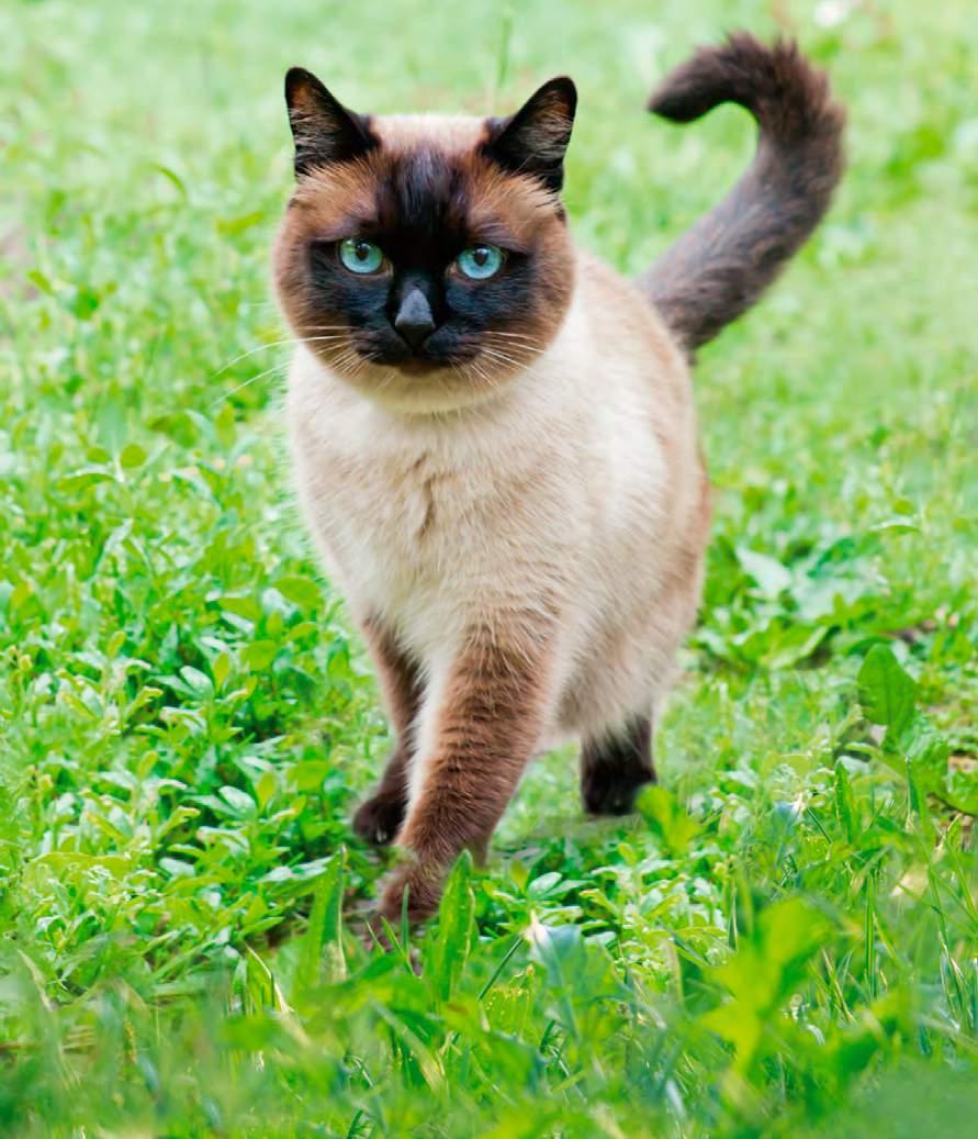 Innovative Premium-Trockennahrung für Katzen Für mehr Gesundheit, Leistungsvermögen und Lebensfreude Die Cat 7 Balance Katzen-Trockennahrung zeichnet sich durch eine vielseitige Auswahl von