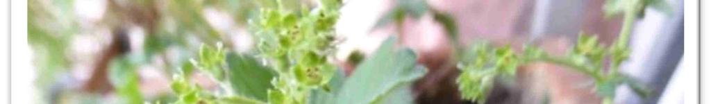 Insektenweide (15) Salbei (Salvia officinalis),