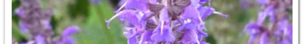 Hainsalbei (Salvia nemorosa) (2) Der botanische