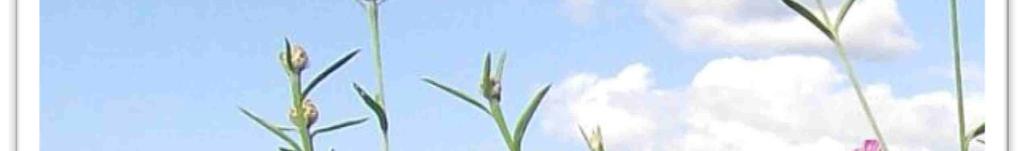 jacea) Heidenelke (Dianthus