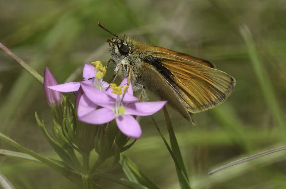 (Thymelicus sylvestris) auf Tausendgüldenkraut (Centaurium erythraea)