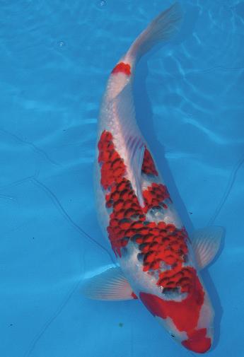 Nur dieses ungewöhnlich gleichmäßig erscheinende Rot unterscheidet die Jungfische von ihrem Verwandten, dem Kohaku.
