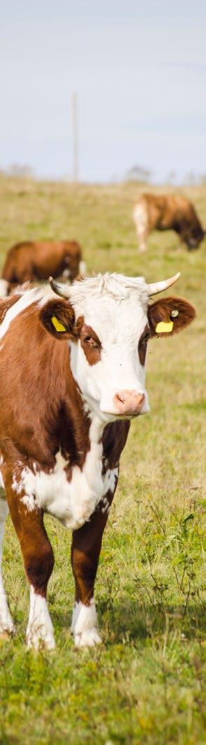 Agrar Rind Tiere Agrar Rind Tiere Den besten Schutz für Rinder jeden Alters bietet die R11 in Kombination mit den Varianten Zucht und Zuchtstier mit 50 %iger pauschaler Erhöhung.