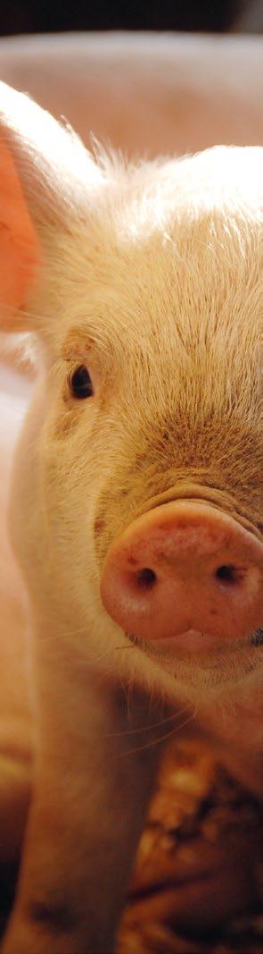 Ertrag Schwein Ertrag Schwein Sperre mit Keulung Für den Verlust des Deckungsbeitrages erhalten Sie die Entschädigung in Euro pro Sperrwoche, die Sie am Antrag selbst wählen.