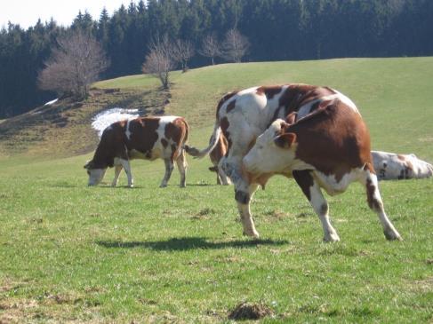 Steinberger, ITE-35 Gras wächst der Kuh ins Maul!