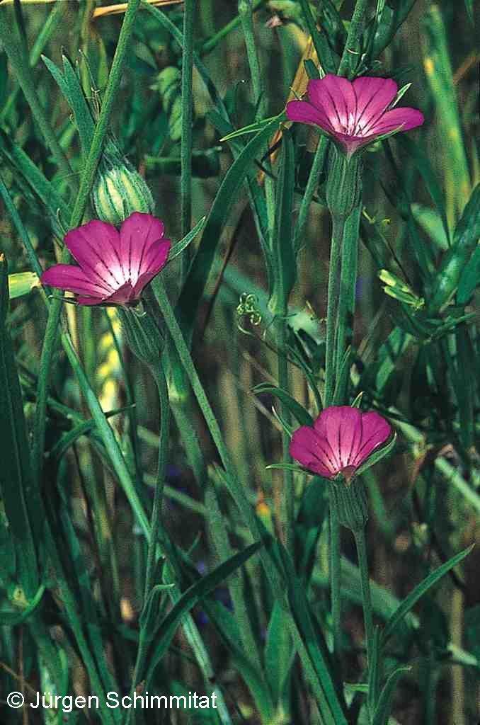 Sown weeds (Crop mimetics): Short-lived seeds: no seed bank,