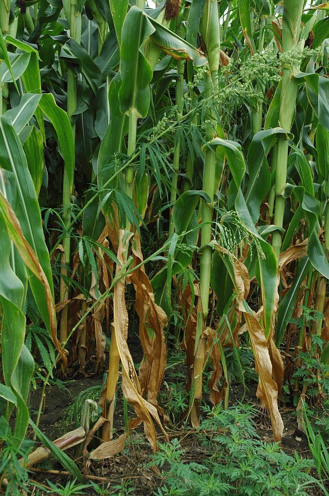 Changes in the Weed Vegetation as a Result of Industrialialized Agriculture Newcomers in maize fields