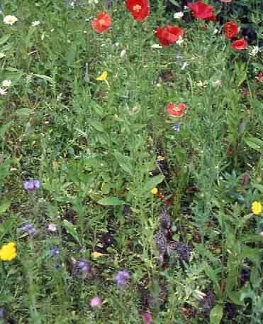 CL 1900 Wildblumenkräutermischung bis 1 kg: 7,50 je 100 g für Garten und Feldflur ab 1 kg: 69,00 je kg *100 g + 1 kg-originalpackungen* Über 40 Arten herrlicher Wildblumen und Heilkräuter sorgen über