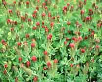 3040 Klee Inkarnatklee (Trifolium incarnatum) Der Wert dieser zweijährigen Futterpflanze wird vielfach unterschätzt.