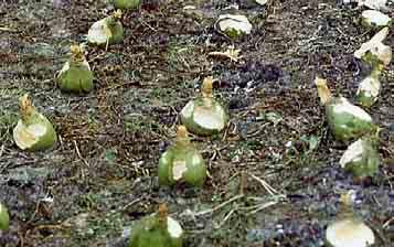 4650 Rübe Steckrübe / Kohlrübe (Brassica napus var. Napobrassica) Bildet als Verwandte des Rapses eine riesige Knolle, die als Gemüse und Futter genutzt wird.