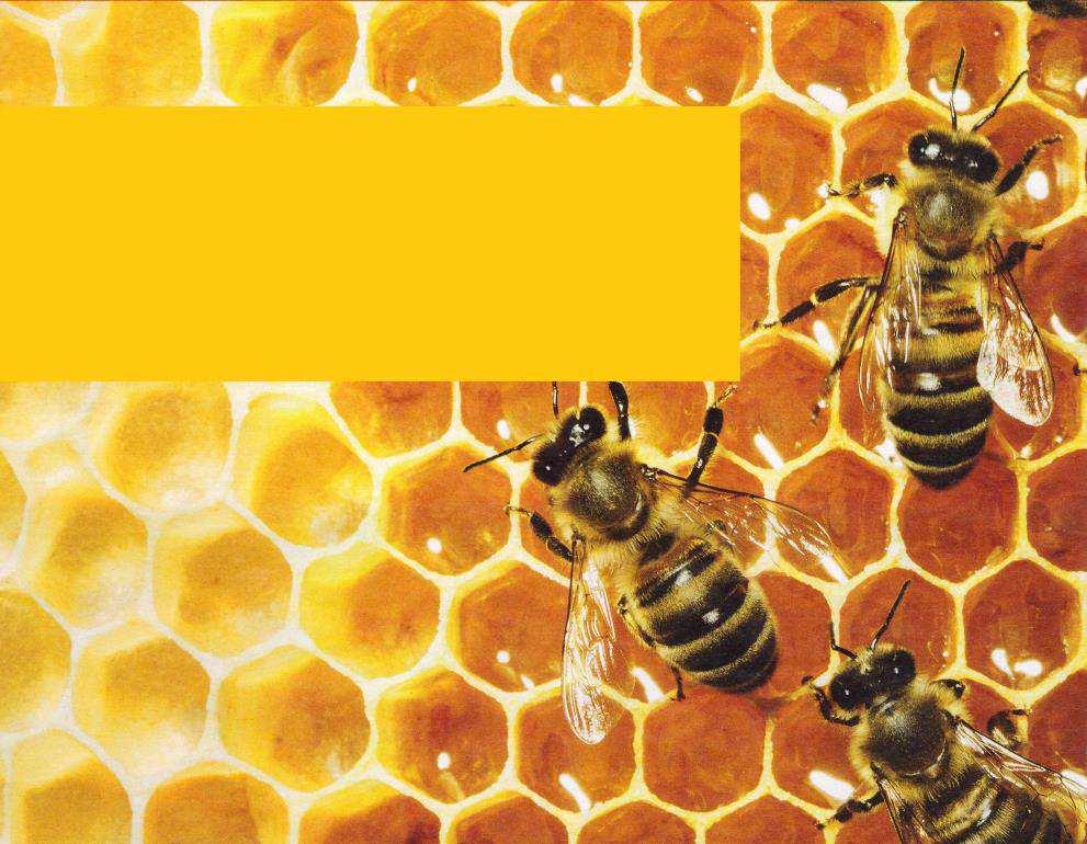 Insektengiftallergie interaktiv Oliver Hausmann Löwenpraxis, Luzern Uniklinik für
