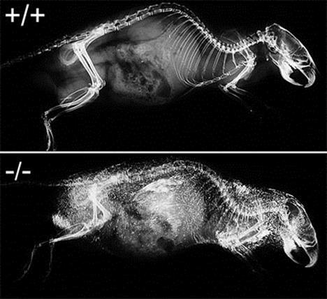 Abbildung 2: Vergleich von Röntgenaufnahmen einer Wildtyp Maus (+/+) und einer Fetuin-A Knockout-Maus (-/-). Radiologische Analyse einer 9-monatigen männlichen Wildtyp Maus (oben).