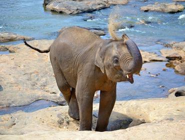 Dieser ist weltweit berühmt für die vielen Elefanten, die nicht selten in ganzen Herden beim Fressen, Baden und Spielen beobachtet werden können.