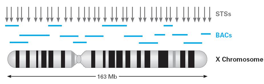 Electronic PCR: STS Kartierung Electronic PCR Gegeben eine Menge von STS in einer Karte (Position und Sequenz) und eine Sequenz (Clone) Frage: Wo liegt der Clone auf der Karte?