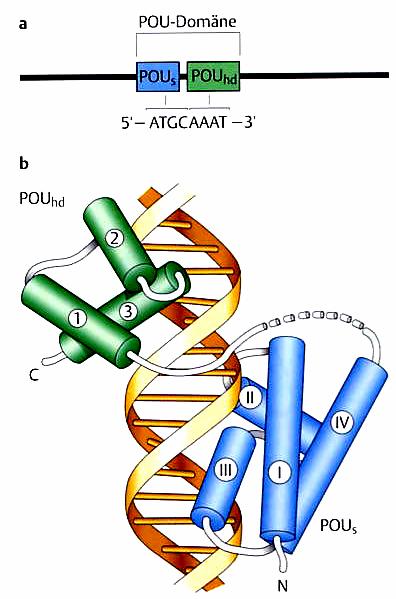 Spezifische Transkriptionsfaktoren, POU-Proteine: Die Bindung der POU-Domäne an die DNA: Beide Motive können sich unabhängig zu Helix- Turn-Helix-Motiven zusammenlagern.