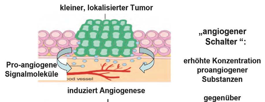 Wie wird Tumor-Angiogenese