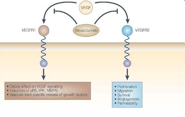 Bevacizumab Avastin VEGF = Vascular Endothelial Growth Factor VEGFR = Vascular Endothelial Growth Factor Receptor Bevacizumab: bindet VEGF und hemmt dadurch dessen Wechselwirkung mit seinen