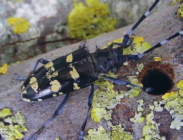 ALB ALB CLB Herkunft und Verbreitung Sowohl der Asiatische Laubholzbockkäfer (Anoplophora glabripennis [Motschulsky]) als auch der Citrusbockkäfer oder Chinesische Laubholzbockkäfer (Anoplophora